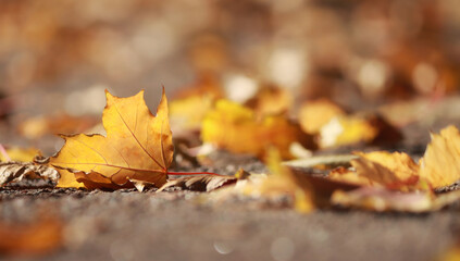 Carpet of golden autumn maple leaves on a sidewalk in a park. Selective focus