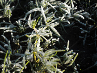frost on the branches