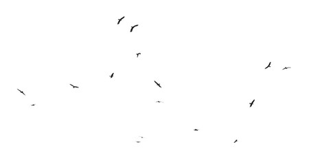 A flock of birds in flight isolated on a white background