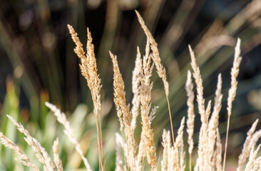 A field of dry grass with a few weeds in the background
