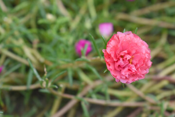 Portulaca grandiflora or moss rose purslane flower closeup, Closeup pink moss rose purslane (portulaca grandiflora) flowers in garden tropical, delicate dreamy of beauty of nature with green leaves