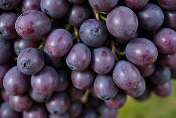 Fototapeta premium _ . Bunch of Grapes Focus on the individual grapes and their tex