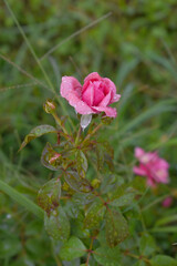 Beautiful pink rose flower closeup in garden, A very beautiful rose flower bloomed on the rose tree, Rose flower, bloom flowers, Natural spring flower,  Nature