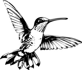 Obraz premium A detailed black and white illustration of a hummingbird in flight.