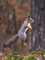 Cute little brown squirrel jumping in forest