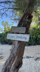 Honu (turtle) parking at Laniakea Beach, Hawai’i