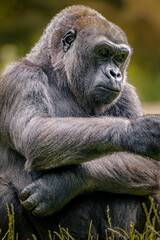 Thoughtful gorilla siting in a tranquil outdoor setting