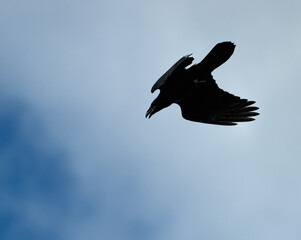 Fototapeta premium raven silhouette in flight on blue sky
