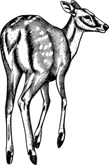 A detailed black and white woodcut illustration of a deer.