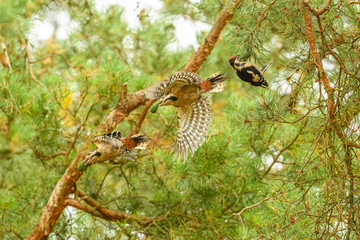 middle spotted woodpecker (Dendrocoptes medius) sequence flying with pine cone