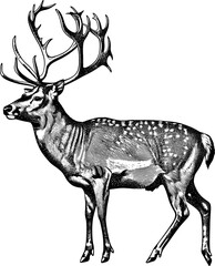 A detailed illustration of a reindeer's head and antlers, in a vintage style.