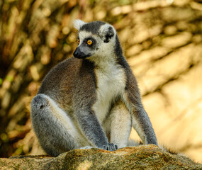 ring-tailed lemur (Lemur catta) staring