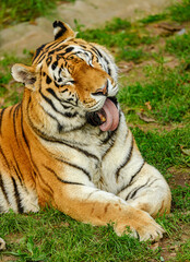 Amur or Siberian tiger (Panthera tigris altaica)