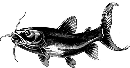 Detailed black and white illustration of a catfish with a prominent whisker.