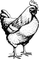 Hand-drawn illustration of a rooster with a textured, detailed design.