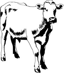 Black and white sketch of a cow's head and body.