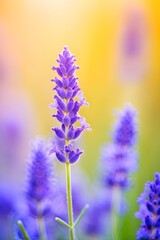 Obraz premium Detailed macro of a lavender flower (Lavandula angustifolia)