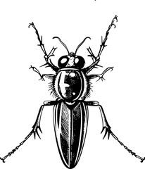 Detailed black and white line drawing of a beetle from above.