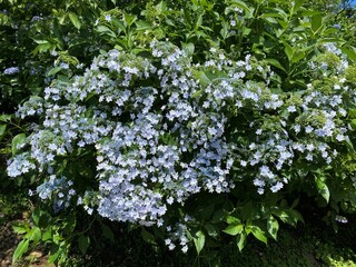 Blooming Hydrangeas in Full Glory