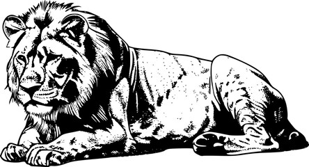 Black and white illustration of a lion lying down. (2) © shahadatarman 0