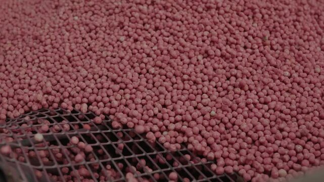 Close-up of fertilizer in the form of pink granules pouring out of the truck. Fertilizers for agricultural fields. Agricultural machinery in the field.