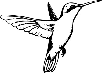 Fototapeta premium A black and white illustration of a hummingbird in flight with its wings spread.
