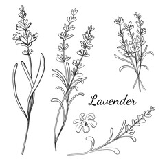 Sketch ink graphic lavender flowers set illustration, draft silhouette drawing, black on white line art. Botanical vintage etching floral design.	