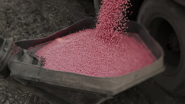 Fertilizers in the form of pink granules pouring out of the truck. Fertilizers for agricultural fields. Agricultural machinery in the field.