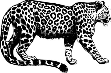 Black and white illustration of a walking leopard.