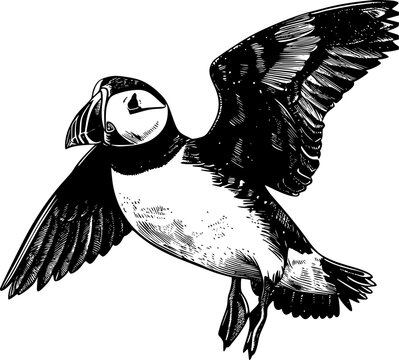 recommend clip art: A black and white illustration of a puffin bird flying with wings spread.
