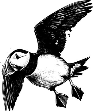 recommend clip art: A black and white illustration of a puffin with its wings spread out.