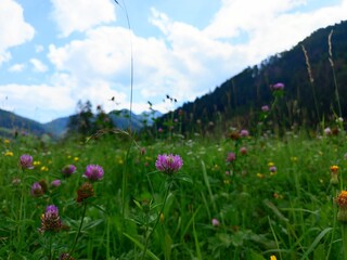 Obraz premium meadow with flowers