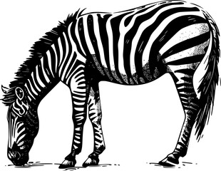 A black and white illustration of a zebra grazing with its head bowed down.