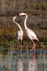 Zwei kämpfende Rosaflamingos in der Seitenansicht