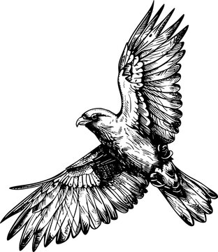 recommend clip art: Black and white line drawing of a hawk with its wings spread.