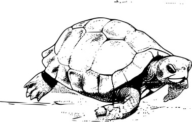 Black and white illustration of a turtle with its head out of its shell, walking.