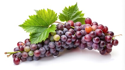 grapevine decoration on white background