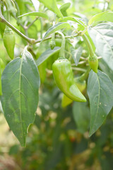 fresh green chili on plant closeup, chili plants in organic farming, Chilies closeup in field, Green chili plant in a farmer's field, Ripe green chili on a plant in Chakwal, Punjab, Pakistan