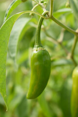 fresh green chili on plant closeup, chili plants in organic farming, Chilies closeup in field, Green chili plant in a farmer's field, Ripe green chili on a plant in Chakwal, Punjab, Pakistan