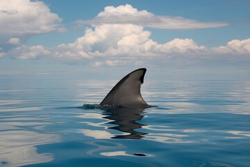 Fototapeta premium Shark fin cuts through calm ocean, blending serenity with suspenseful tension