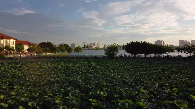 Drone Vietnam - Hanoi, West Lake - Lotus flowers