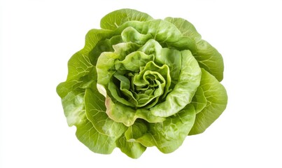 Obraz premium Green butterhead lettuce cabbage isolated on white background
