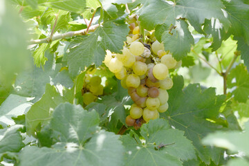 Close up of grapes hanging on Vine, Hanging grapes. Grape farming. Grapes farm. Tasty green grape...