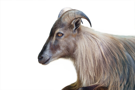 hemitragus jemlahicus portrait isolated on white background