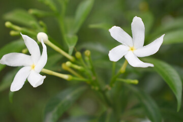 Jasminum sambac (Arabian jasmine or Sambac jasmine) is a species of jasmine native to tropical...