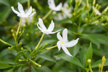 Obraz premium Jasminum sambac (Arabian jasmine or Sambac jasmine) is a species of jasmine native to tropical Asia, white flowers star shape on dark green background, closeup, small white flower, flowers blooming