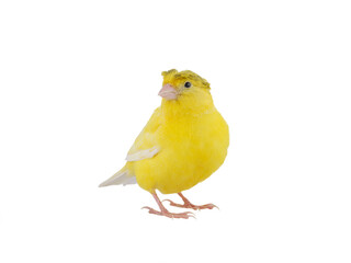canary isolated on white background