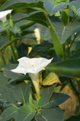 Datura or jimson weed flower closeup, Datura flower, also known as moonflower and jimson weed....