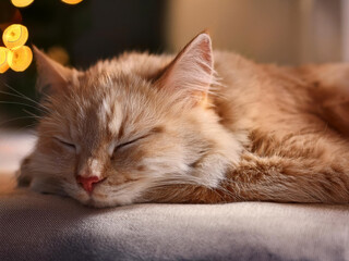 Naklejka premium sleeping cat