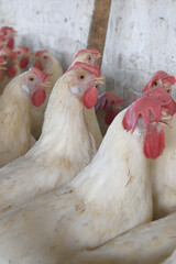 Closeup portrait of White hen at poultry farm, Layer farm, Group of healthy white chicken in poultry farm closeup, hen face closeup in farm, poultry, layer hens for eggs, poultry and livestock Chicken